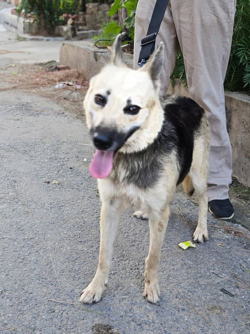 German shepherd 2