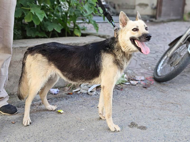 German shepherd 3