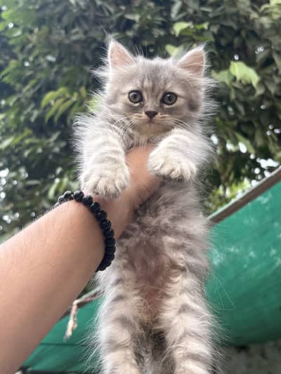 Kittens for sale