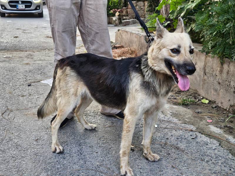 German shepherd 4