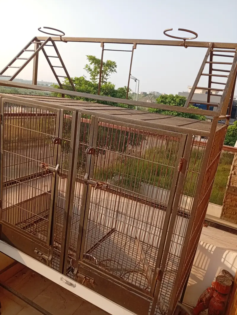 Large 6ft Parrot Cage – Strong Iron, Spacious & Good Condition — photo 3
