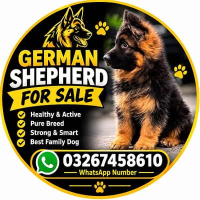German shepherd puppie