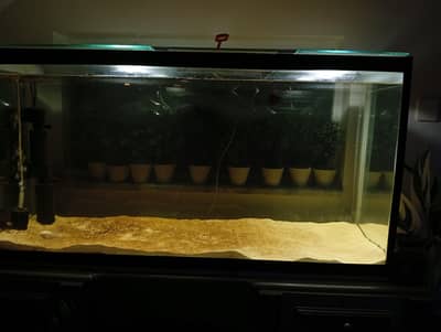 oscars and aquarium for sale