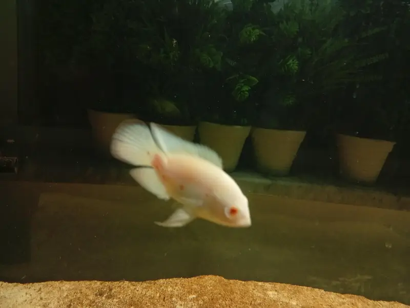 oscars and aquarium for sale — photo 2