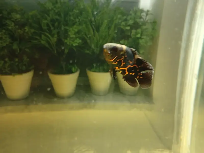 oscars and aquarium for sale — photo 3