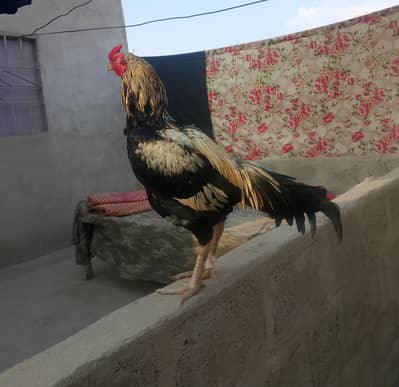 jawa murga sale