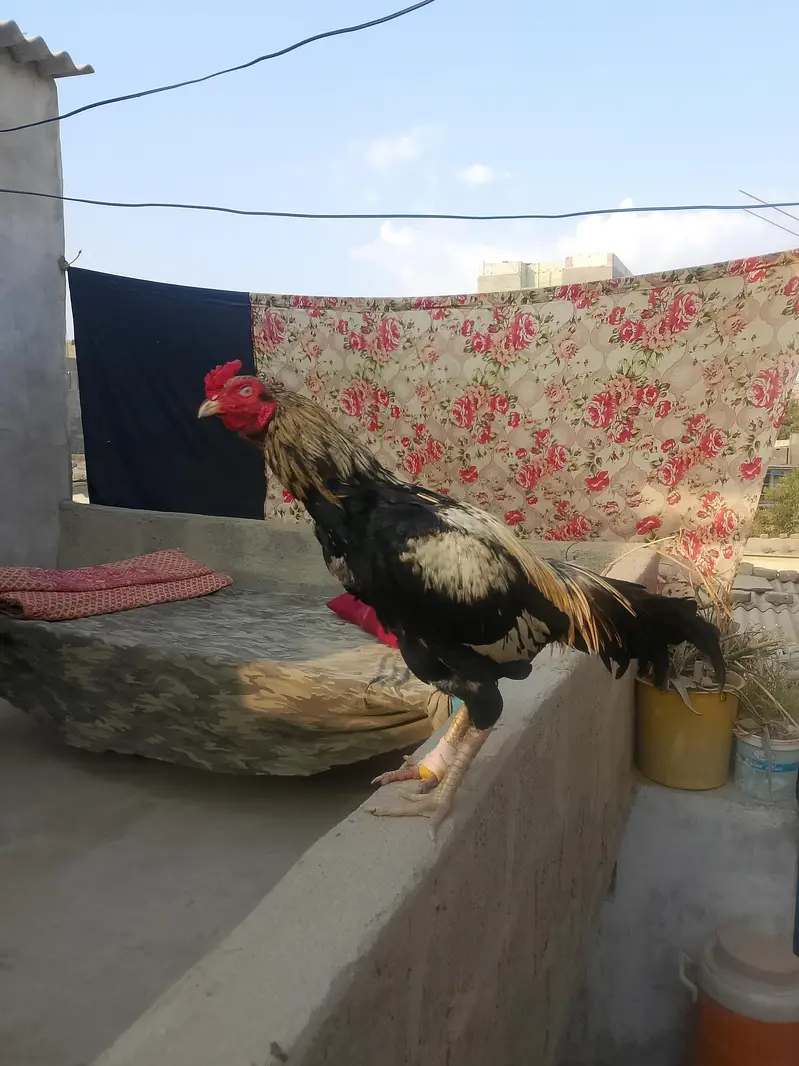 jawa murga sale — photo 2