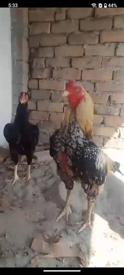 Aseel mianwali