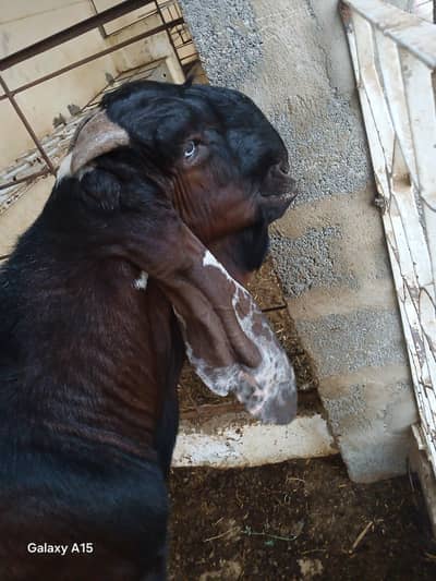 pure nagra beeral makha cheena goats for sale