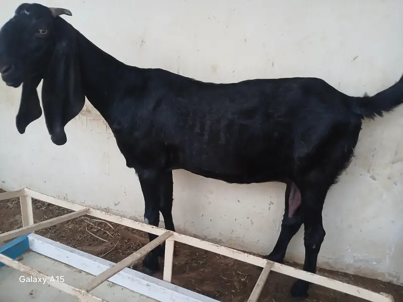 pure nagra beeral makha cheena goats for sale — photo 2