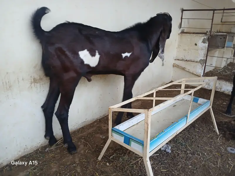 pure nagra beeral makha cheena goats for sale — photo 4
