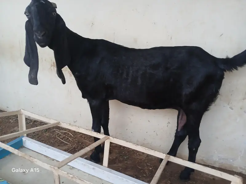 pure nagra beeral makha cheena goats for sale — photo 5
