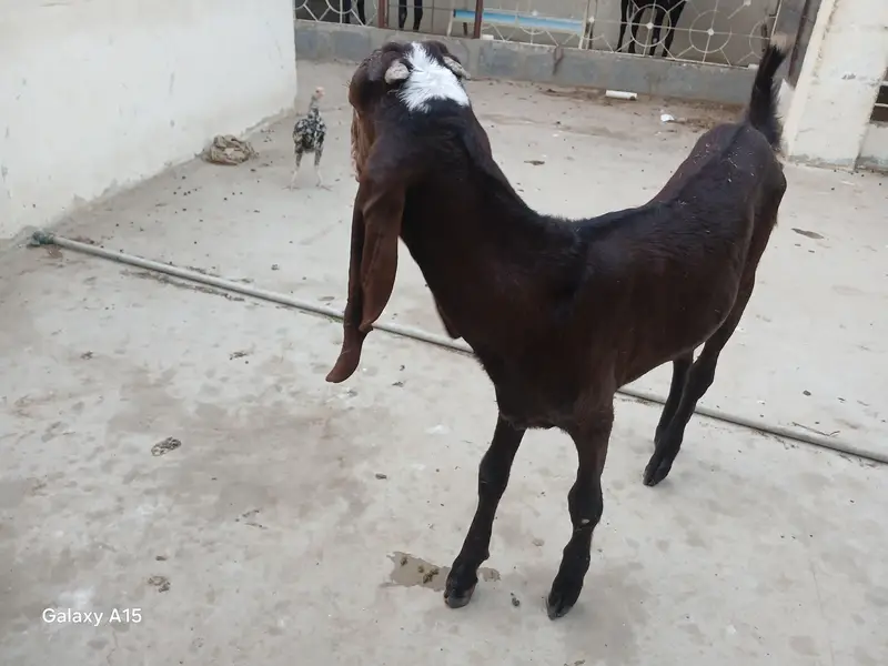 pure nagra beeral makha cheena goats for sale — photo 6
