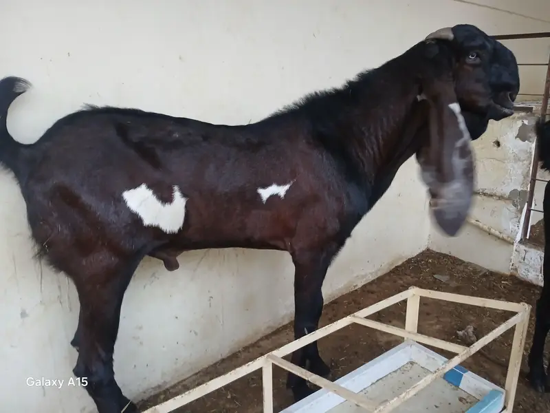 pure nagra beeral makha cheena goats for sale — photo 7