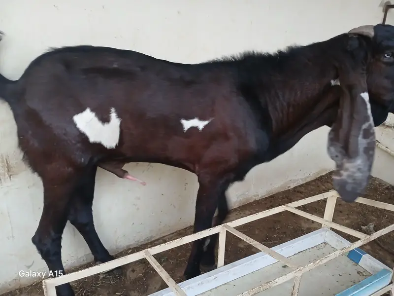pure nagra beeral makha cheena goats for sale — photo 8