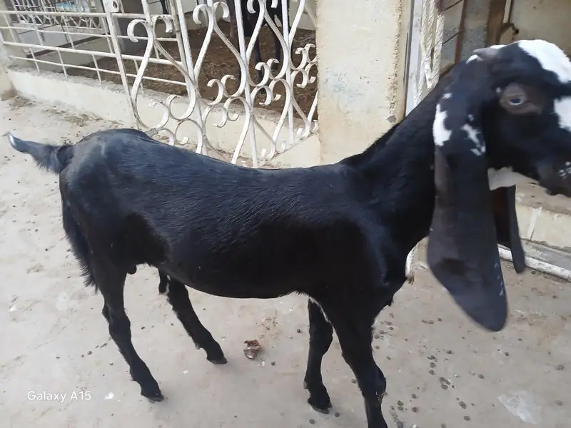 pure nagra beeral makha cheena goats for sale — photo 9