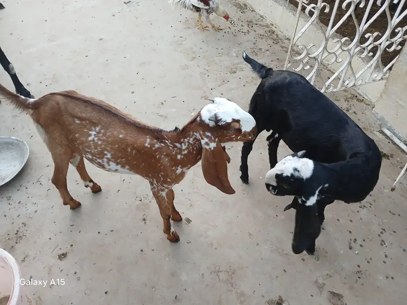 pure nagra beeral makha cheena goats for sale — photo 10