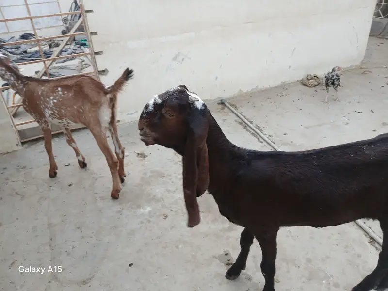 pure nagra beeral makha cheena goats for sale — photo 11