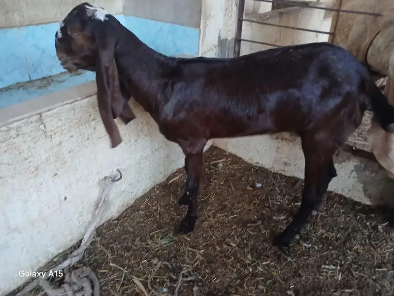 pure nagra beeral makha cheena goats for sale — photo 12
