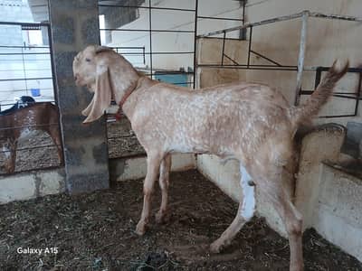pure nagra beetal makha cheena goats for sale