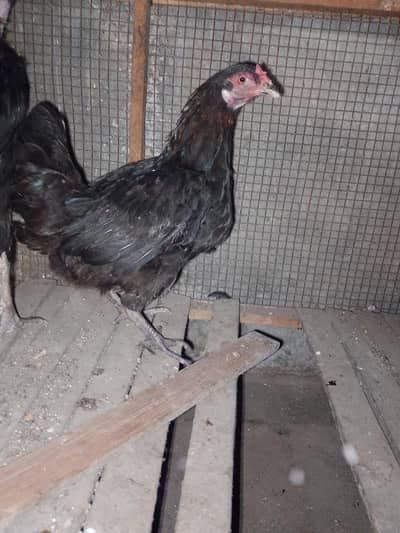 Aseel breeder female for sale
