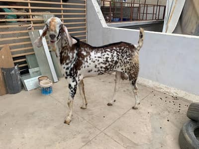 4 daant bakra