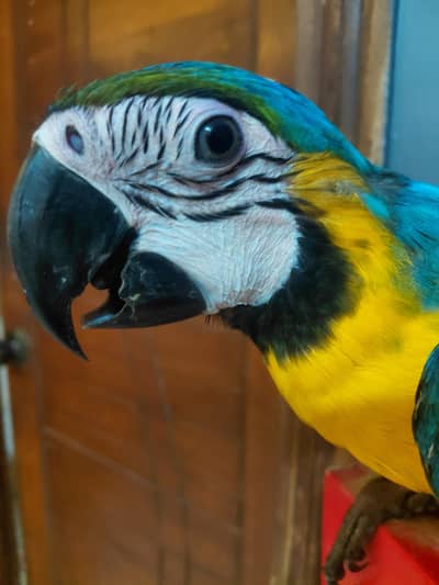 blue n gold macaw self feed