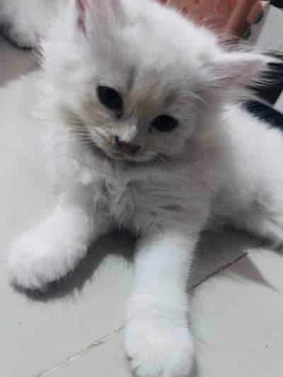 Semi doll face Persian kitten with accessories