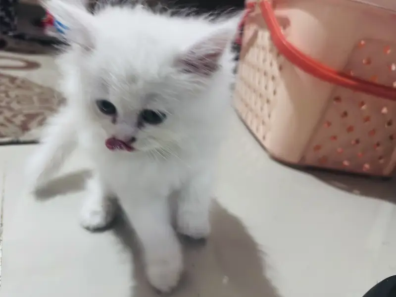 Semi doll face Persian kitten with accessories — photo 2