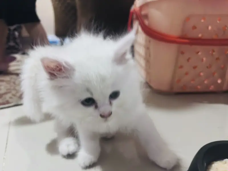 Semi doll face Persian kitten with accessories — photo 3