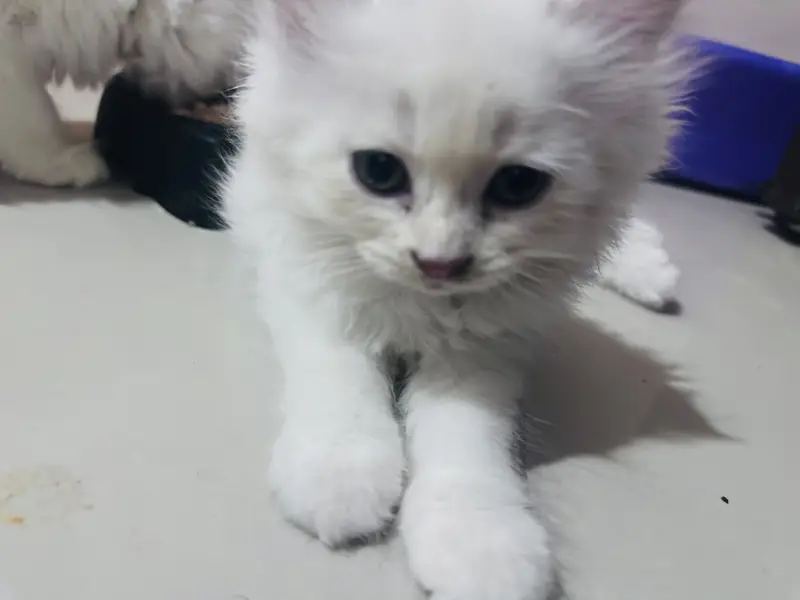 Semi doll face Persian kitten with accessories — photo 4