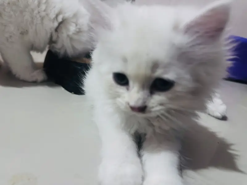 Semi doll face Persian kitten with accessories — photo 5