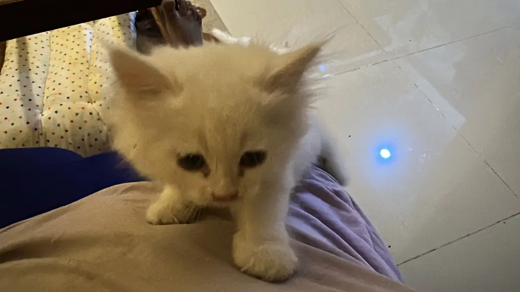 Semi doll face Persian kitten with accessories — photo 6