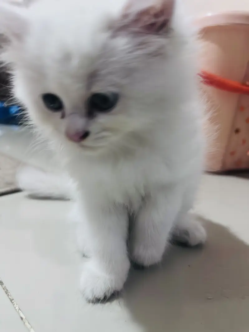 Semi doll face Persian kitten with accessories — photo 7