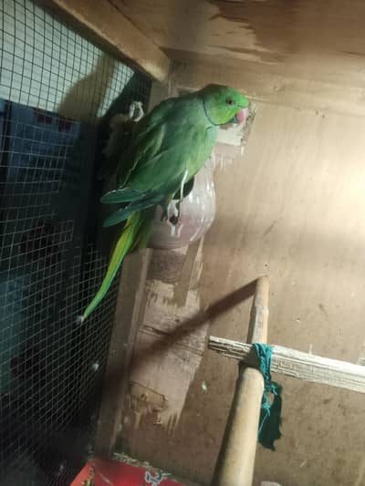 all ok only parrot pinjra Nai denge thk hai khali toty hy 03194287832