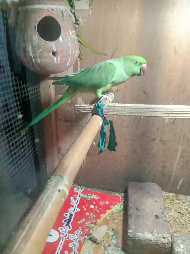all ok only parrot pinjra Nai denge thk hai khali toty hy 03194287832 — photo 2