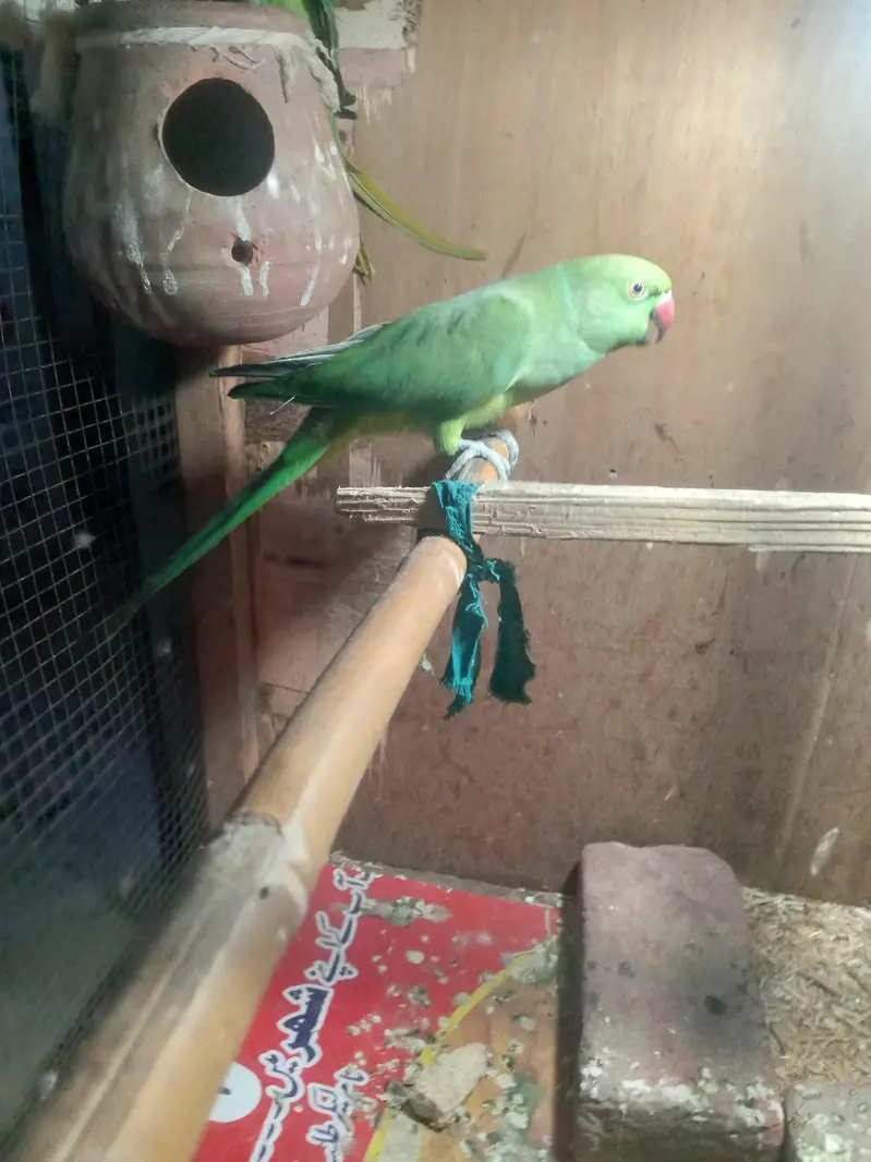 all ok only parrot pinjra Nai denge thk hai khali toty hy 03194287832 — photo 3