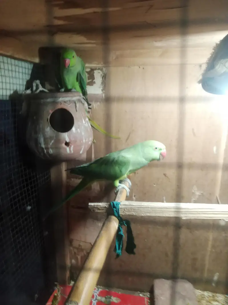 all ok only parrot pinjra Nai denge thk hai khali toty hy 03194287832 — photo 4