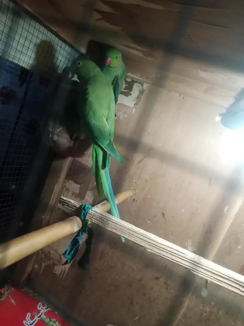 all ok only parrot pinjra Nai denge thk hai khali toty hy 03194287832 — photo 5