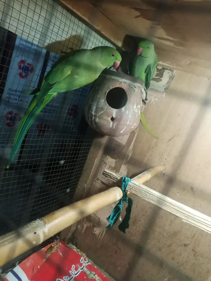 all ok only parrot pinjra Nai denge thk hai khali toty hy 03194287832 — photo 6