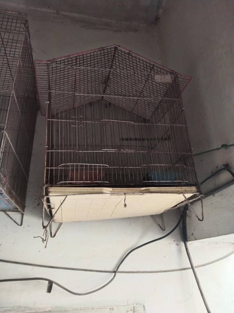 parrot Cage 1