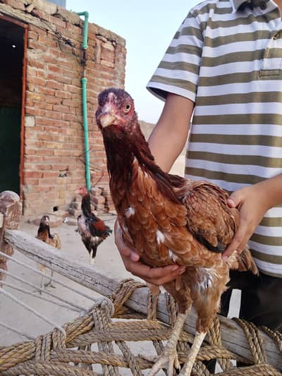 home assell breed