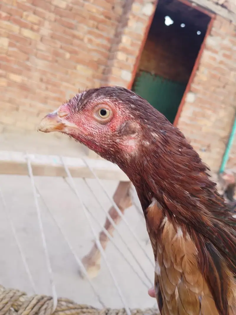 home assell breed — photo 2