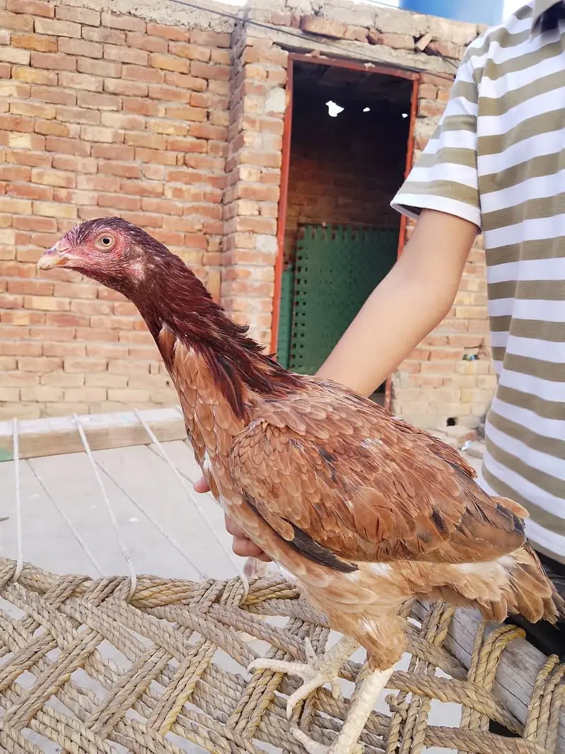 home assell breed — photo 3