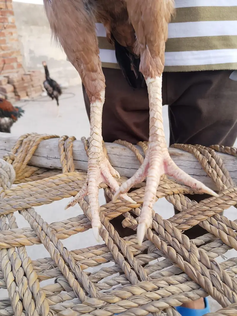home assell breed — photo 4