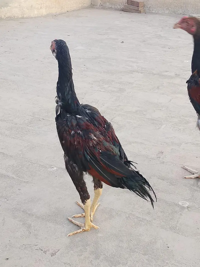 home assell breed — photo 5