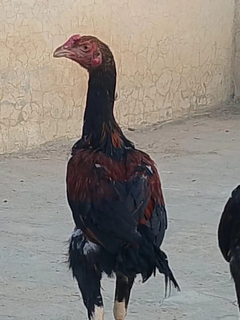 home assell breed — photo 8