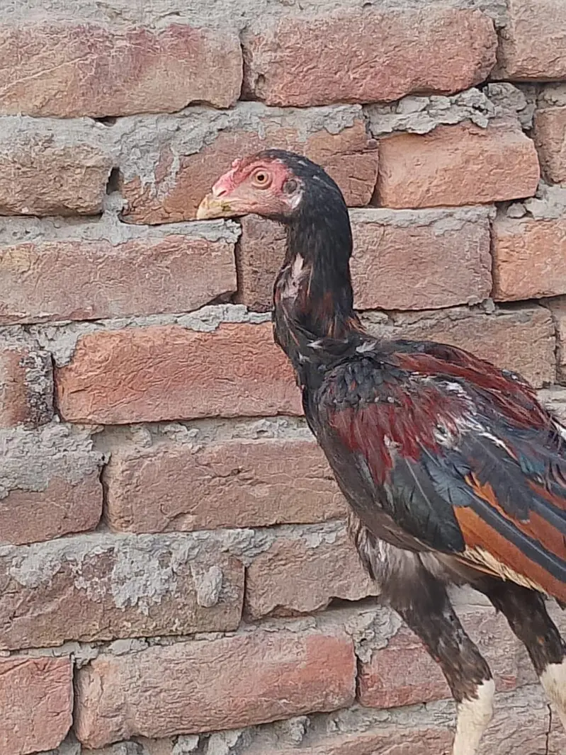home assell breed — photo 9