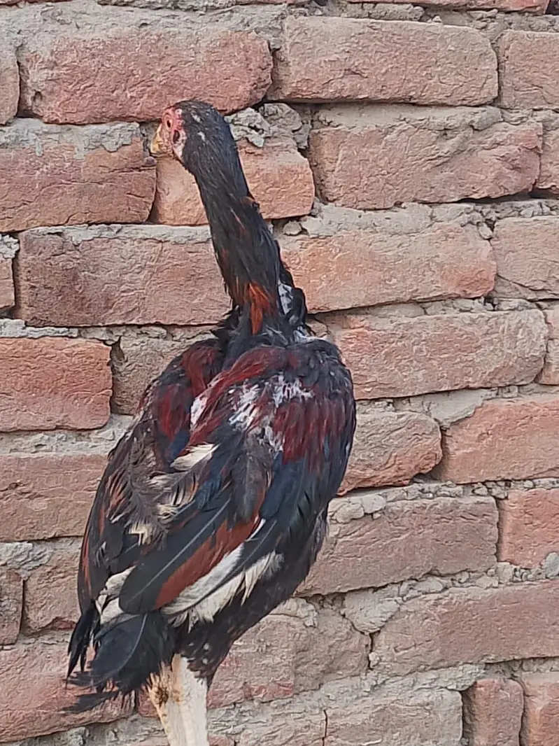 home assell breed — photo 11