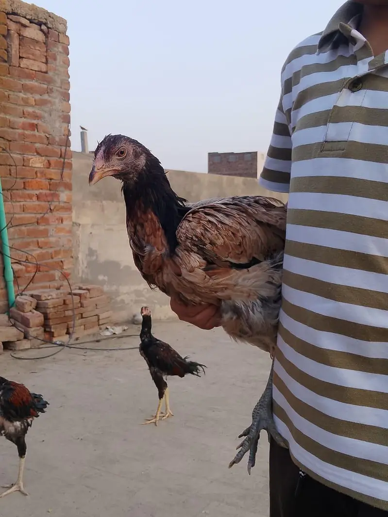home assell breed — photo 12